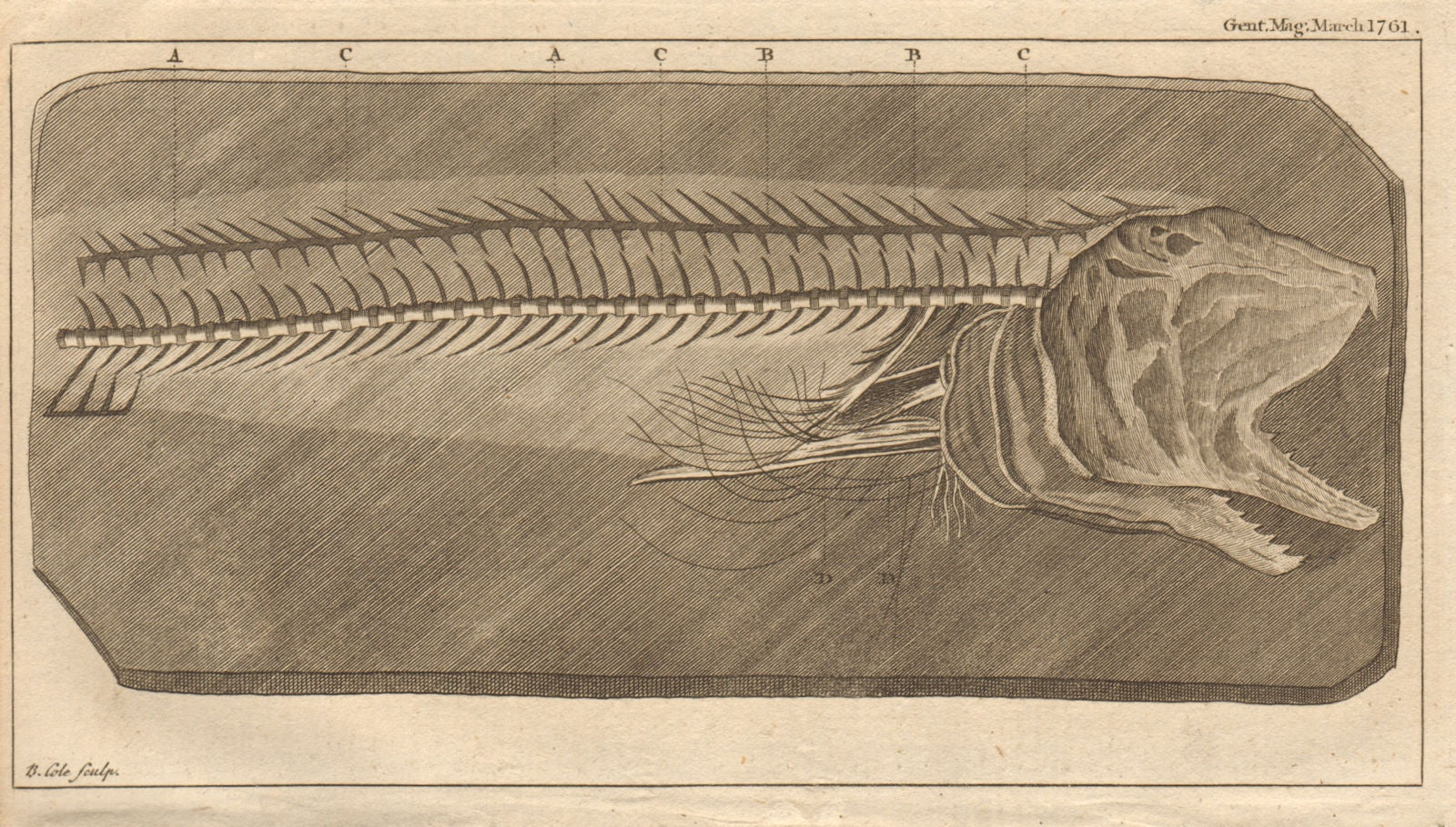 Fossil fish, the Muroena eel in slate 1761 old antique vintage print picture